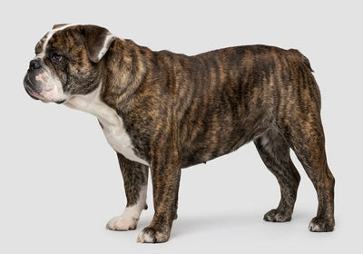 Agnes the brindle English bulldog standing