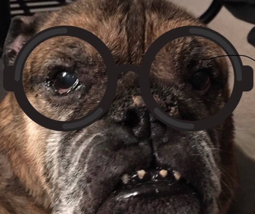 Uncle Duke the English bulldog